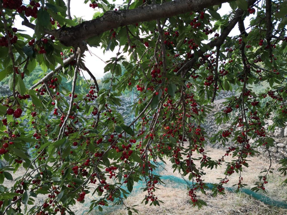 Ragalna Alle Pendici Dell'Etna מראה חיצוני תמונה