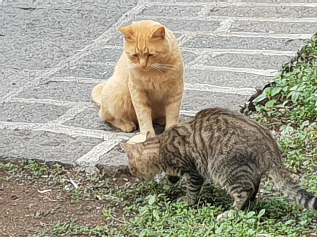 Ragalna Alle Pendici Dell'Etna מראה חיצוני תמונה